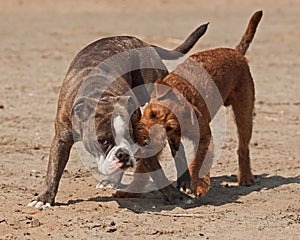 Dogs play fighting on the beach 2