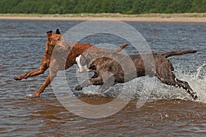 Dogs play fighting in the water