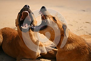 Dogs play and growl photo