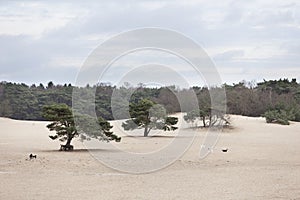Dogs play on sand of lange duinen in Soest photo