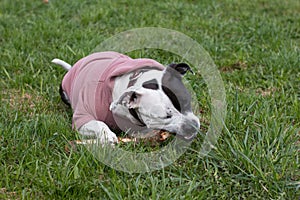 dogs play with a stick in clothes on the grass.