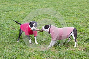 dogs play with a stick in clothes on the grass.