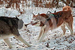 Dogs play with a stick,