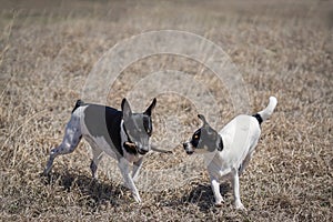 Dogs play with stick