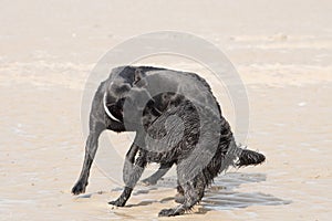 Dogs play-wrestling on beach