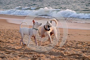 The dogs are playing on Candolim Beach, North Goa, India photo