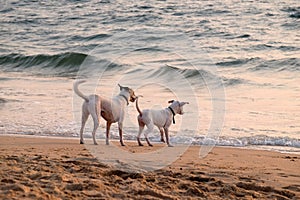 The dogs are playing on Candolim Beach, Goa, India photo