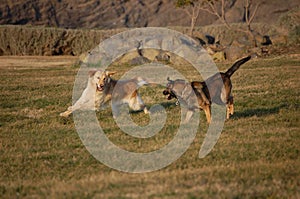 Dogs playing photo