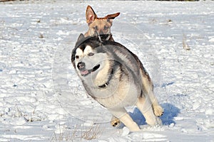 Dogs playing