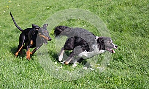 Dogs playing