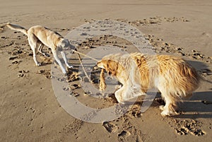 Dogs playing