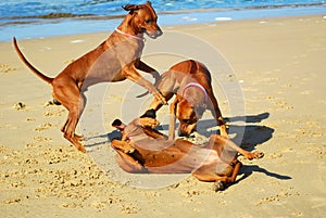 Dogs playing