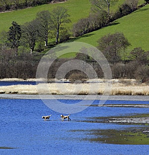 Dogs Playing - Bala Lake - Gwynedd - Wales photo