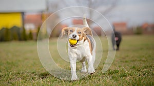 Dogs playing with ball