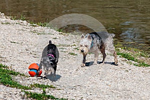 Dogs Playing with the Ball on the Bank of the River