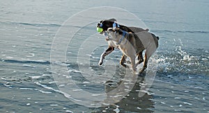 Dogs playing with ball at beach