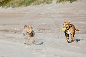 Dogs playing ball on the beach