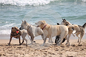 Dogs Playing at the Beach