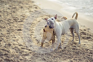 Dogs playing the beach Pattaya