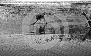 Dogs playing beach