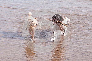 Dogs Playing on Beach with Stick