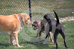 Dogs Playing in Dog Park