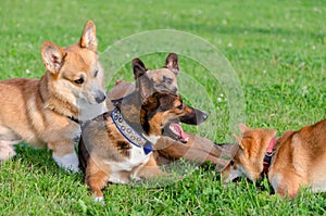 Dogs are playing with each other. How to protect your dogs from overheating.