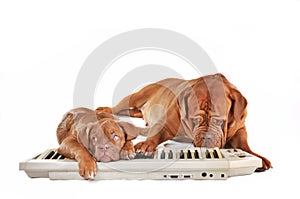 Dogs playing electrical piano