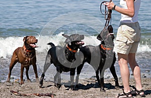 Dogs playing fetch at the beach