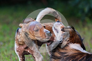 Dogs are playing in a field