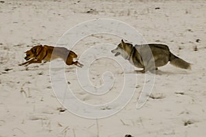 Dogs playing on the field covered by snow, winter (two dogs)