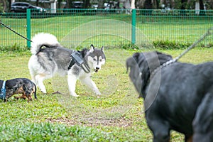 Dogs playing in the field. Dog social concept