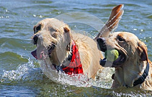 Dogs Playing in the Lake