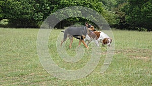 Dogs playing in the meadow on a beautiful summers day