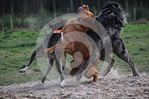 Dogs playing