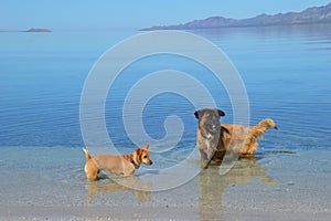 Dogs playing in Mexico in Baja California del Sur, Mexico