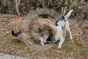 Dogs playing in the nature