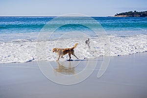 Dogs playing in the ocean, Carmel-by-the-Sea, Monterey Peninsula, California