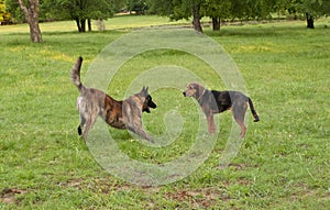 Dogs playing off leash in a green grassy area