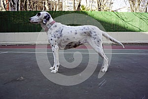 Dogs playing in the park