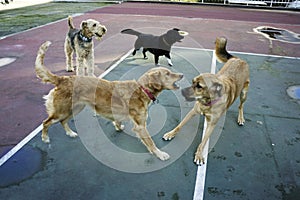 Dogs playing in the park