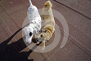 Dogs playing in the park