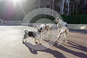 Dogs playing in the park