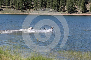 Dogs playing, Prosser Creek Reservoir
