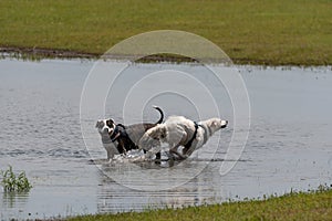 Dogs playing in a puddle near the shore of a lake