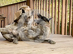 Dogs playing rough, action photo with blur of large shepherd dogs playing