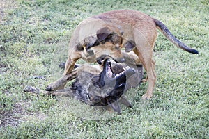Dogs playing rough in the grass, biting action photo