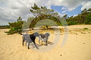 Dogs playing in sand dunes with tree in background