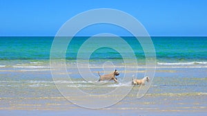 Dogs playing in shallows along golden sandy beach.