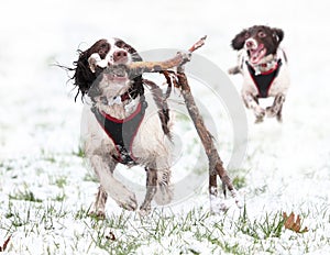 Dogs playing in snow